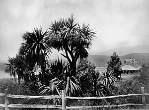 Ohinetahi, 1867
