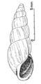 Omphiscola glabra shell