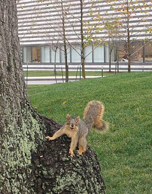 One squirrel open mouth