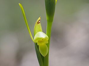 Orthoceras strictum