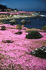 PACIFIC GROVE, MONTEREY COUNTY, CALIFORNIA