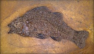 Palaeoperca proxima