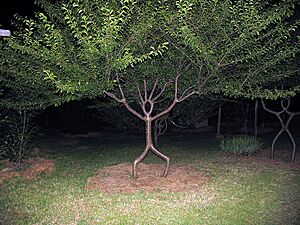 Person-tree