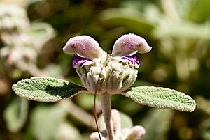 Phlomis italica 3820-1025.jpg