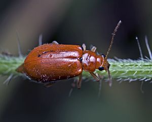 Pumpkin beetle.jpg