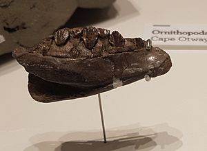 Qantassaurus intrepidus jaw