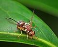 Queensland Fruit Fly - Bactrocera tryoni