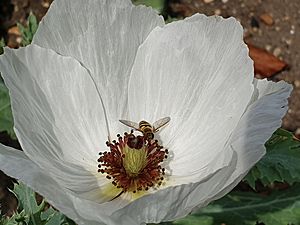 Ranunculales - Argemone platyceras - 5.jpg