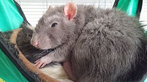Rat domestique pendant la sieste
