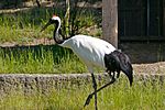 Red-crowned Crane 1.jpg
