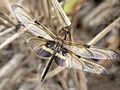 Rhyothemis phyllis teneral