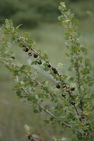 Ribes leptanthum berries1.jpg