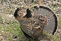 Ruffed Grouse (18645551408).jpg
