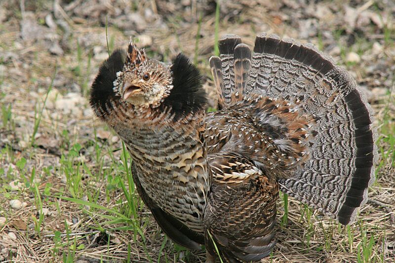 Ruffed Grouse (18645551408)