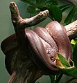 Savu python (Liasis mackloti savuensis)