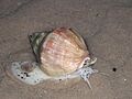 Sea Snail on Findhorn Beach, Scotland