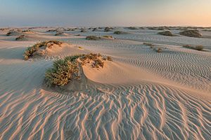Seidlitzia rosmarinus on small dunes in Mesaieed Qatar