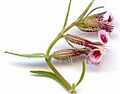 Silene gallica fleur