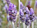 Single lavender flower02