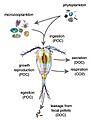Sloppy feeding by zooplankton