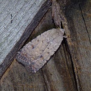 Speckled Rustic Moth.jpg