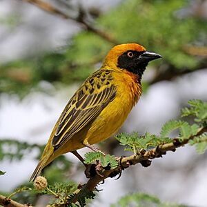 Speke's weaver (Ploceus spekei).jpg