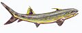 Sphenacanthus1DB