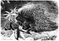 Stachelschwein-drawing
