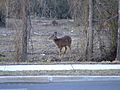Staten Island Deer 2 (380080763)