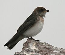 Streaked-throated Swallow (Hirundo fluvicola) in Hyderabad, AP W IMG 2514