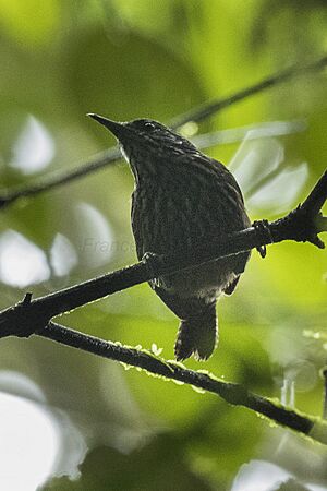 Stripe-breasted Wren - Braulio Carrillo - Costa Rica MG 0730 (26092337023).jpg