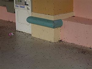 Swarmoflovebugs