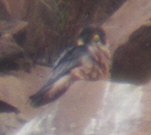 Taita Falcon