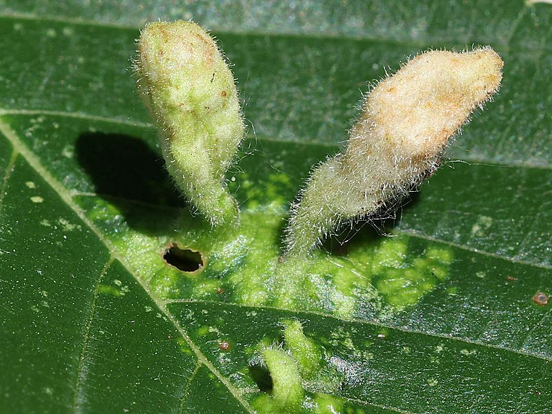 Tetraneura nigriabdominalis-galls