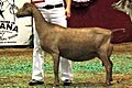 Tortuga ADGA Natl Show 2006