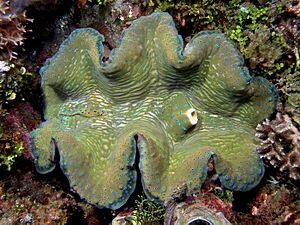 Tridacna giant clam