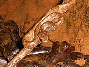 Trimeresurus Malabaricus