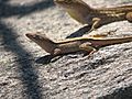 Two brown anoles