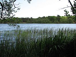 A lake surrounded by reeds and trees