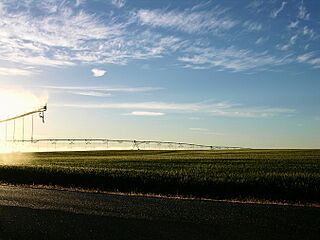 Wheat field located east of Douglas Fruit Company in Pasco