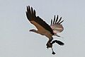White-bellied Sea eagle captured Lesser Whistling Duck in Sri Lanka