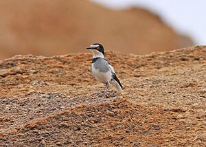 White-tailed Shrike (Lanioturdus torquatus) (8077255030).jpg