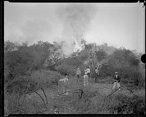 Workers fighting a fire in Griffith Park, Los Angeles, 1933.jpg