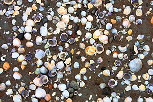 18 Sea shells background in Akaroa Beach, New Zealand - free stock photo