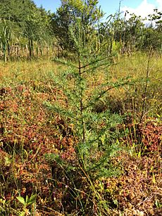 2015-08-20 17 12 36 Tamarack seedling in a sphagnum bog adjacent to Taborton Road (Rensselaer County Route 42) in Sand Lake, New York