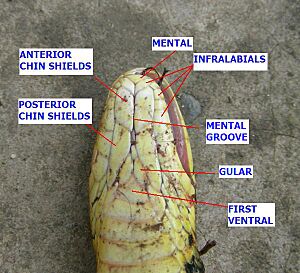 AB047 Scales on a snakes head