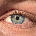 A close up of a blue-green human iris (with visible freckle).