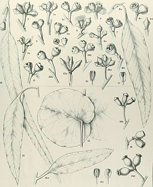 A critical revision of the genus Eucalyptus (1903-33.) (20524017418).jpg