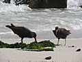 A pair of Blackish oystercatchers Bahia Inglesa Chile