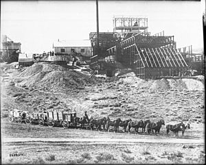 A team of 12 horses hauling three wagons full of ore, Goldfield, Nevada, ca.1905 (CHS-5429)